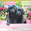 Puzzle Black Labs in Pink Box