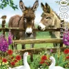 Puzzle Burros