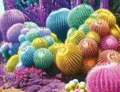 Puzzle Cato arco-íris