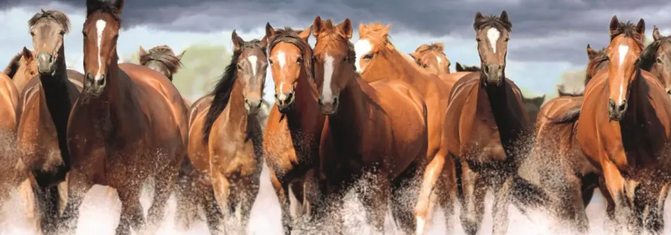 Puzzle Cavalos na água