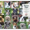 Puzzle Cães de resgate