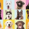 Puzzle Cães fofos 60 dielikov