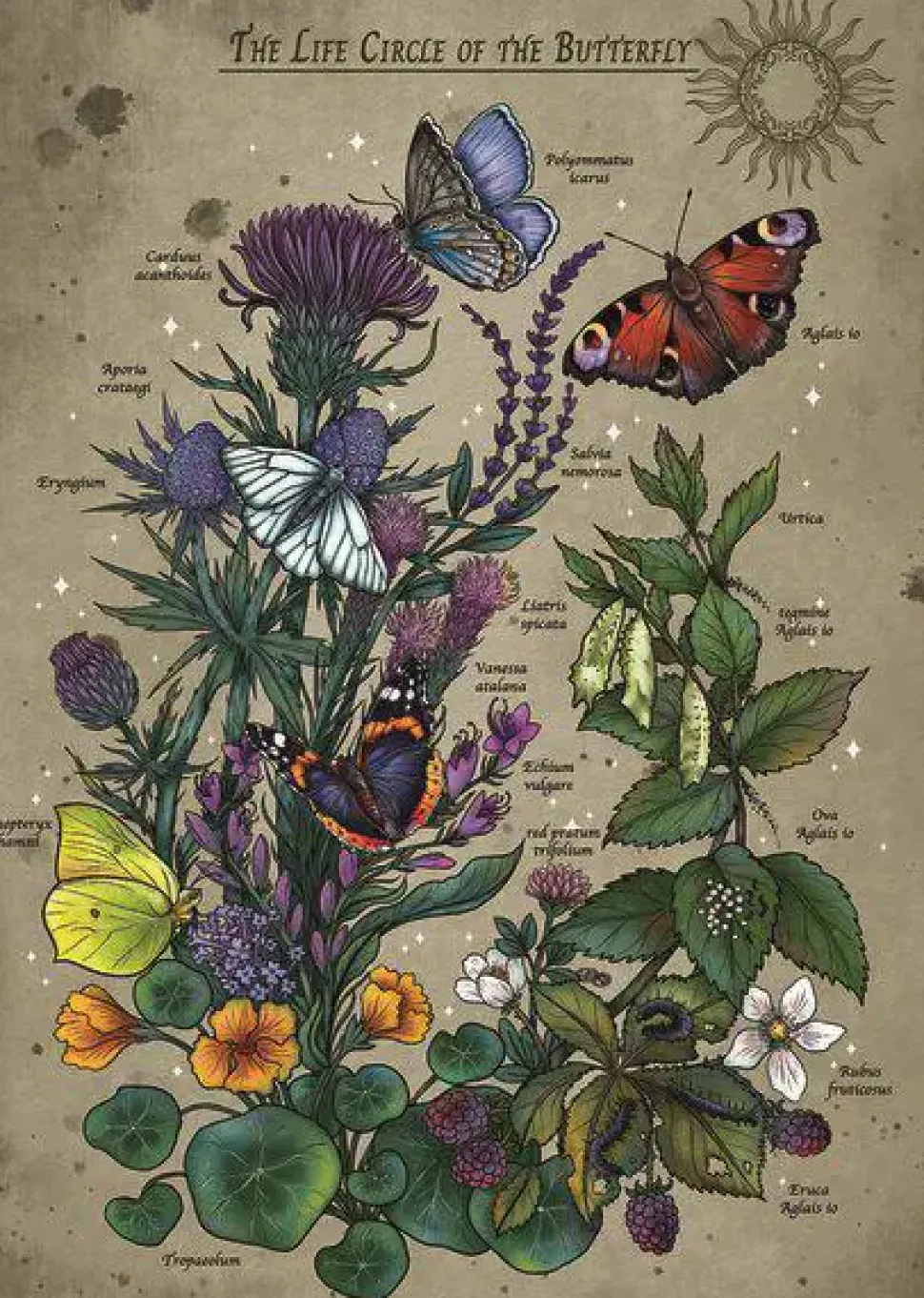 Puzzle Ciclo de vida da borboleta