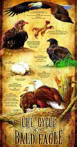 Puzzle Ciclo de vida do panorama da águia careca