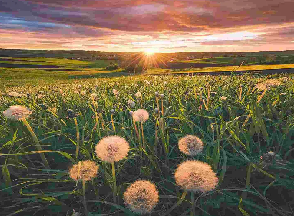 Puzzle Dente-de-leão ao pôr do sol