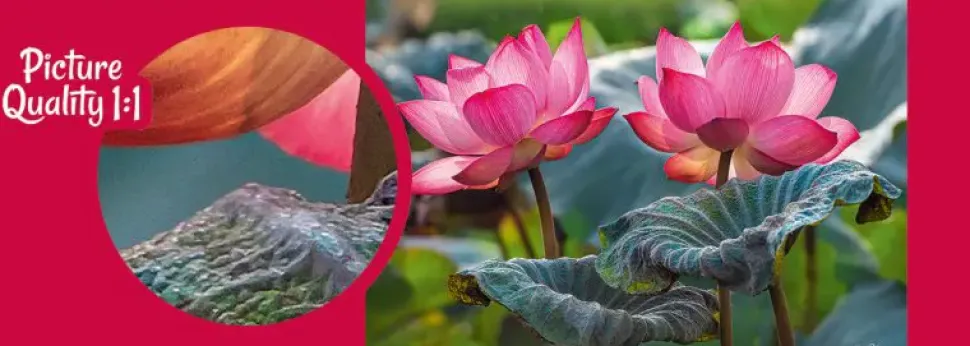 Puzzle Flores de lótus rosa