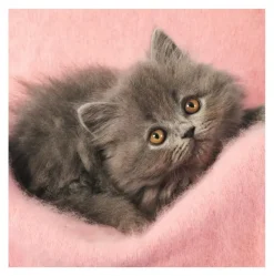 Puzzle Gatinhos fofos 3x55