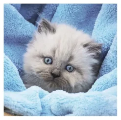 Puzzle Gatinhos fofos 3x55