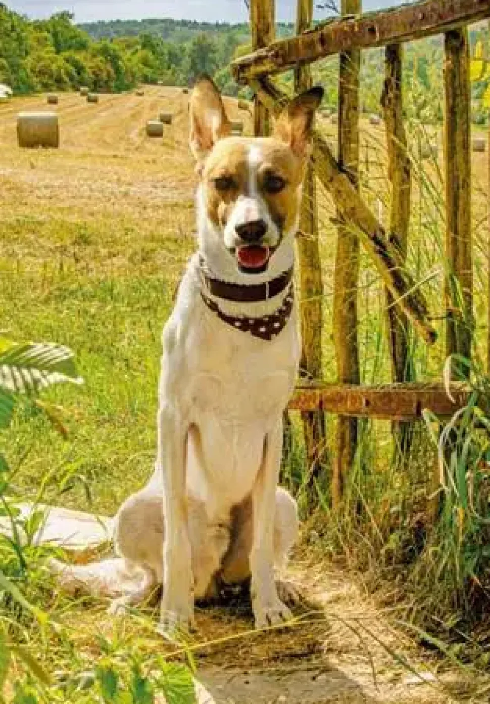 Puzzle Gump: Somos dois