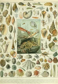 Puzzle Ilustração da Nouveau Larousse Illustré : Moluscos