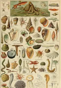 Puzzle Ilustração de Larousse pour Tous : Moluscos