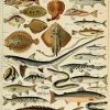 Puzzle Ilustração de Larousse pour Tous : Peixes