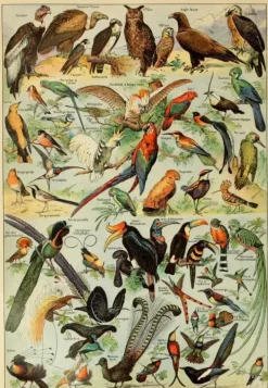 Puzzle Ilustração de Larousse pour Tous : Aves