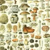 Puzzle Ilustração Larousse: Cogumelos