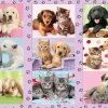 Puzzle Meus amigos animais