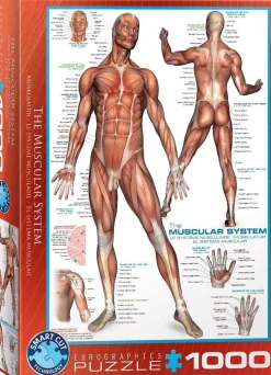 Puzzle Músculos