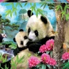 Puzzle Panda da manhã