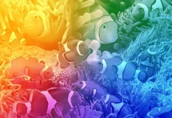 Puzzle Peixe tropical