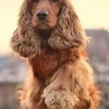 Puzzle Pintura Diamant: Cocker Spaniel saudação 30x40cm