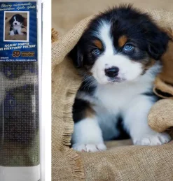 Puzzle Pintura diamante: Filhote de cachorro Bernese Mountain 30x40cm