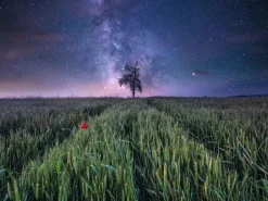 Puzzle Poder da Natureza: Céu noturno sobre um milharal