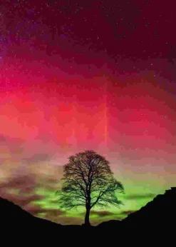 Puzzle Poder da Natureza: Sycamore Gap