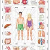 Puzzle Puzzle Vzdelávacie: Telo