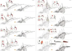 Puzzle Stegosaurus 3D