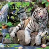 Puzzle Tigres Brancos de Bengala