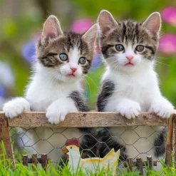 Puzzle 3x49 gatinhos