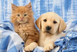 Puzzle 3x48 Meus bichinhos de estimação favoritos