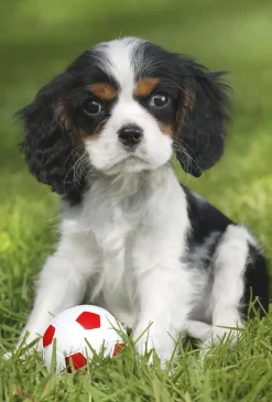 Puzzle 3x48 Meus bichinhos de estimação favoritos